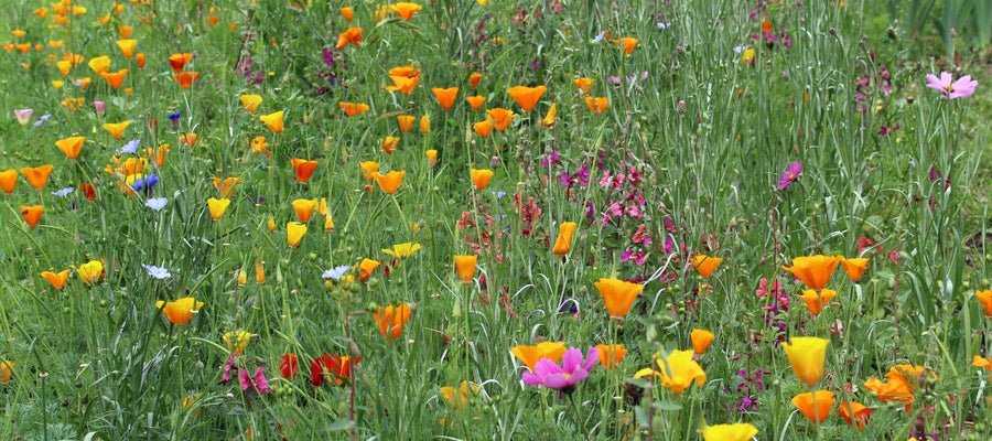 Wildflowers