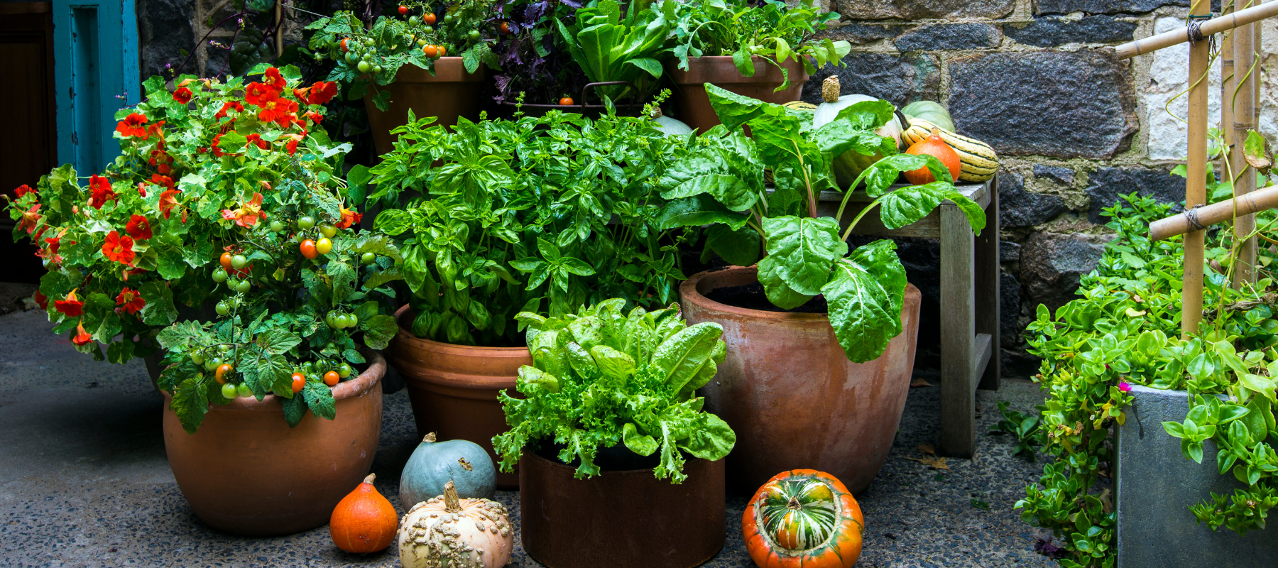 Edibles growing in pots