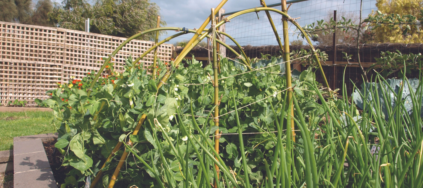 Supports for climbing beans and peas