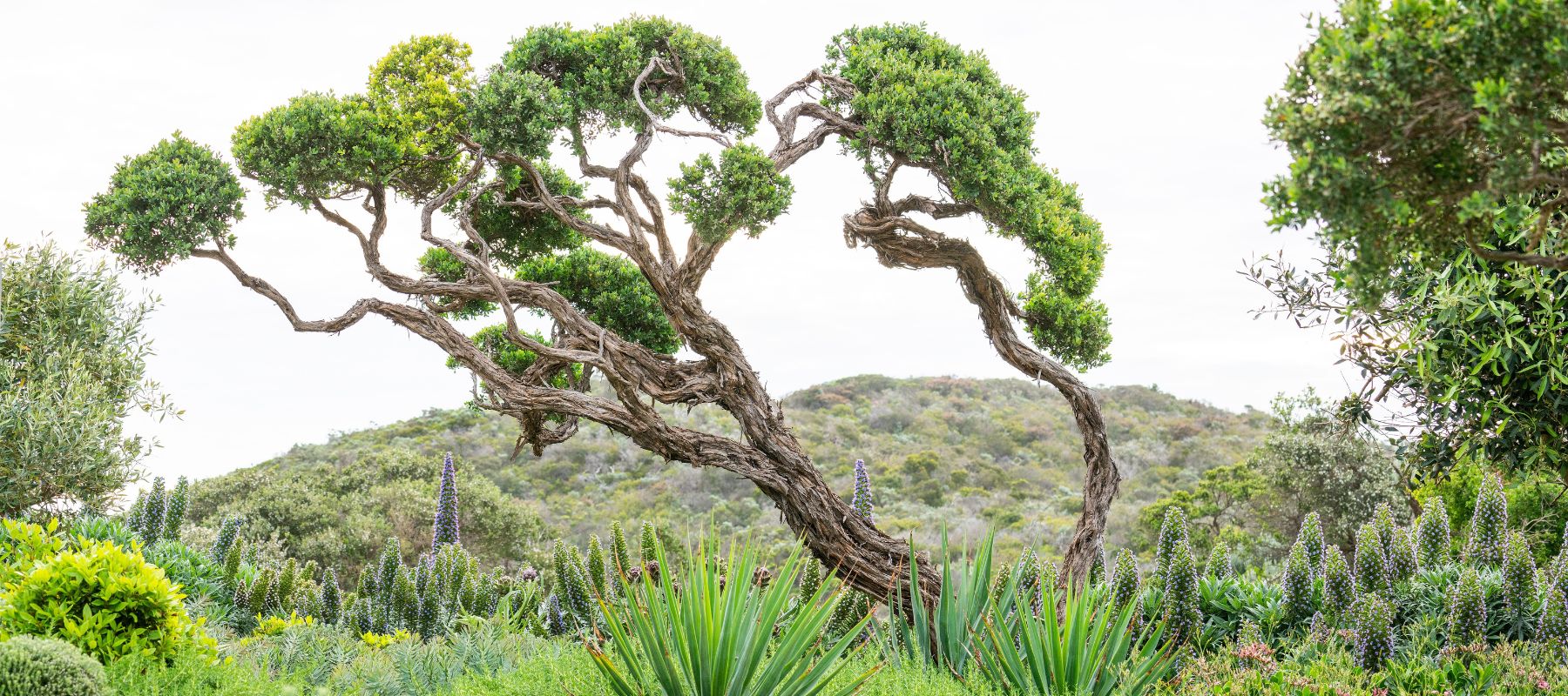 The modern Australian garden