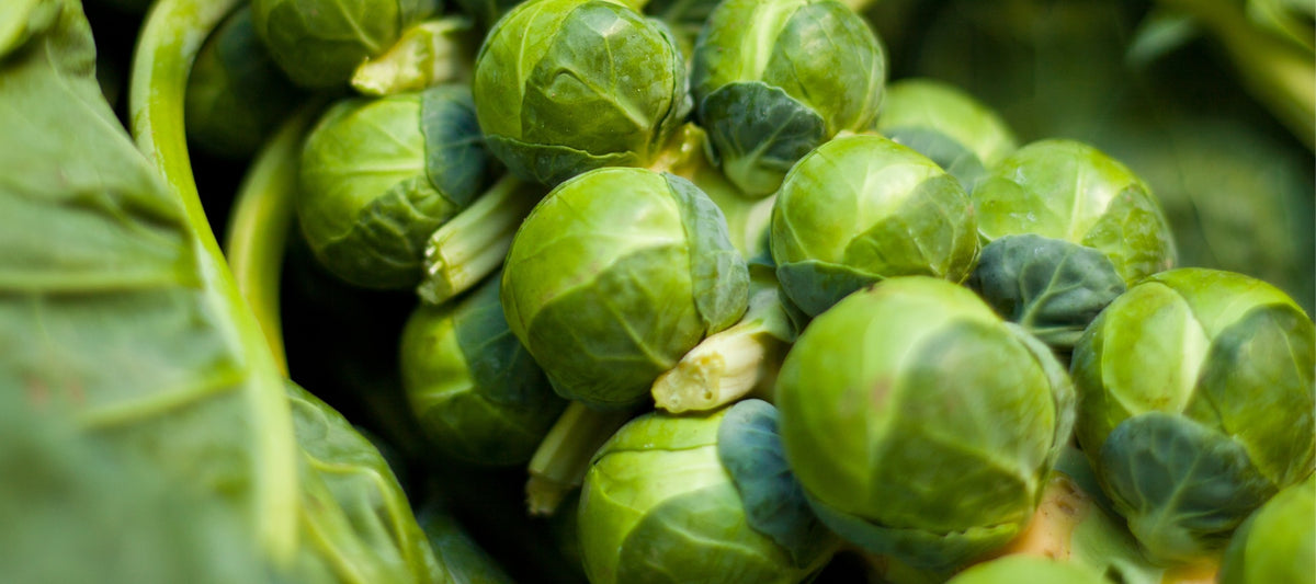 The Ultimate Guide to Growing Brussels Sprouts The Diggers Club