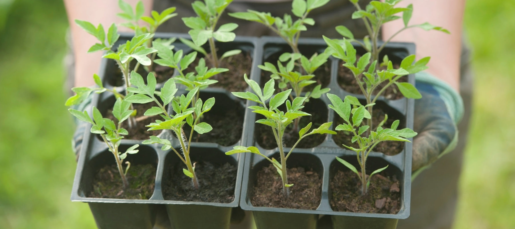 Tips to kickstart your summer vegies