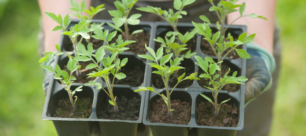 Tips to kickstart your summer vegies