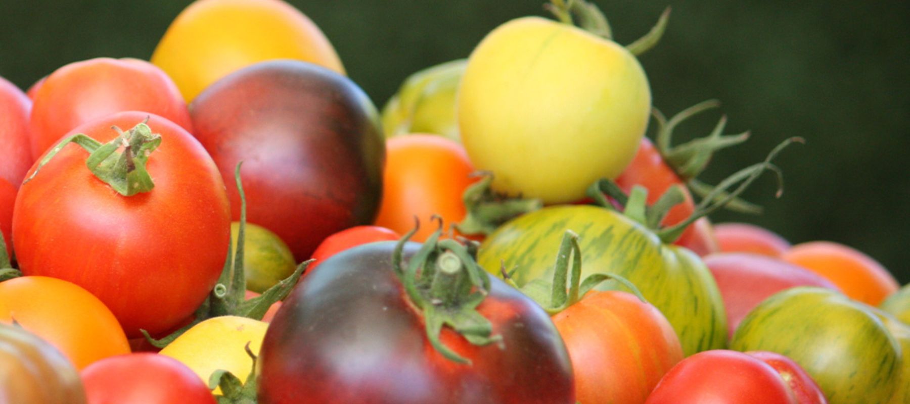 Tomato colours determine their flavours