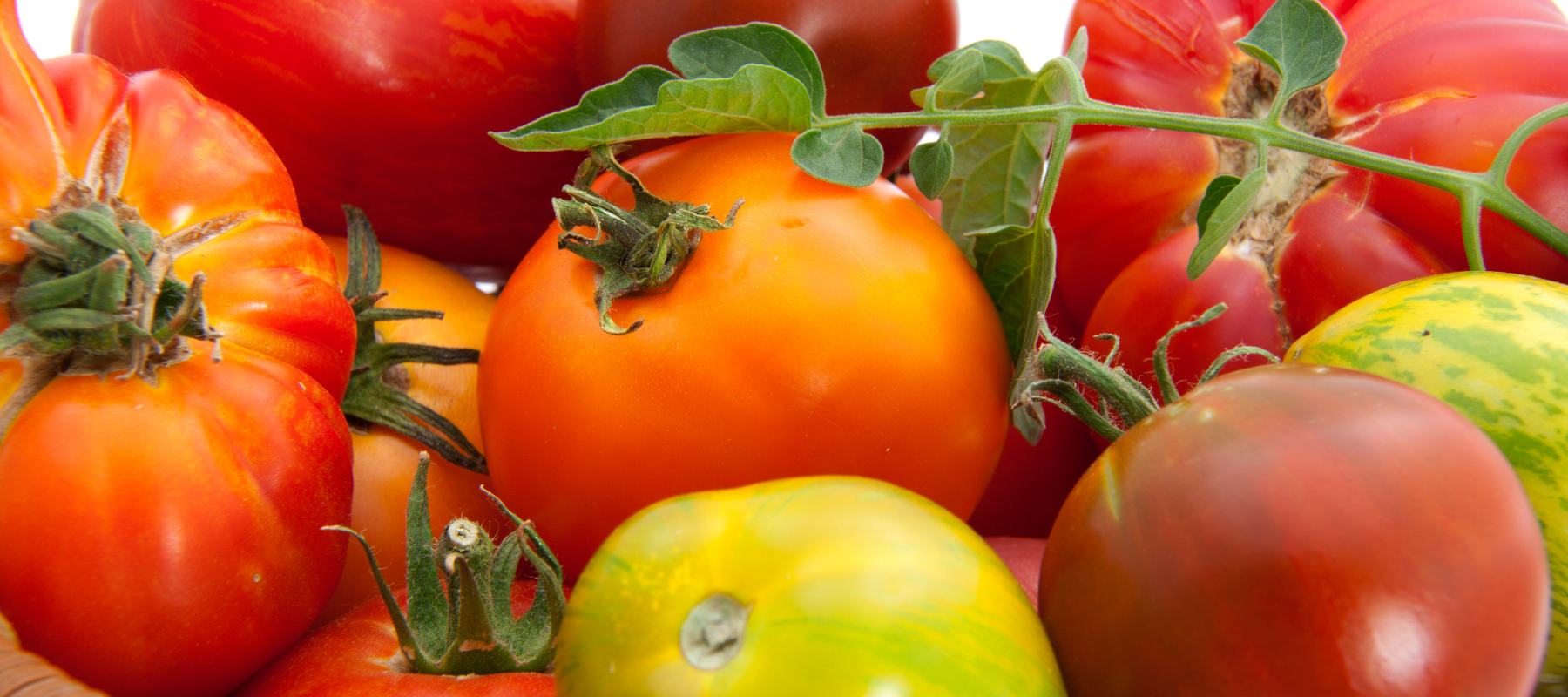 Rescuing Australian Heirlooms