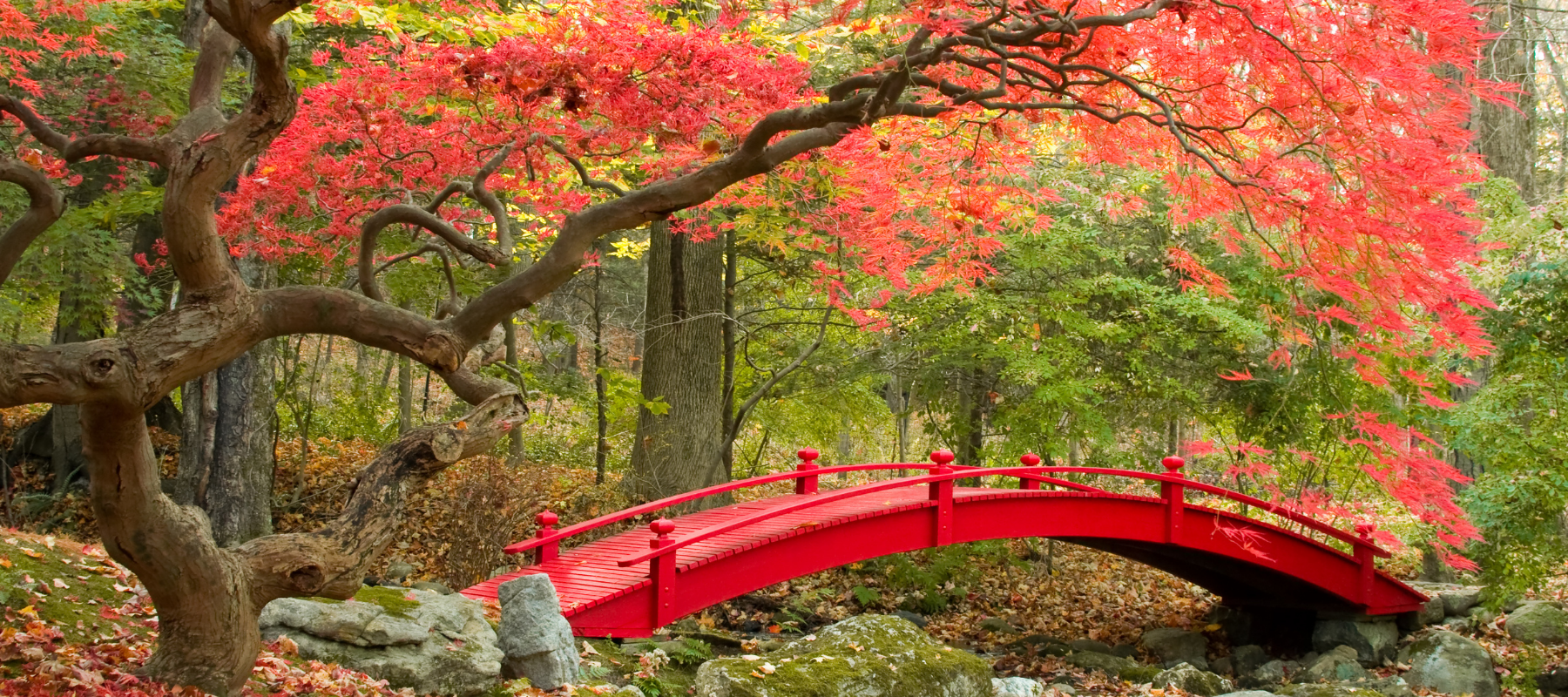 Letters from the country: The Japanese garden