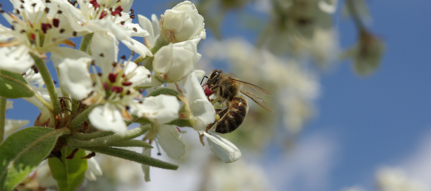 Manuka honey: is it food or a medicine?