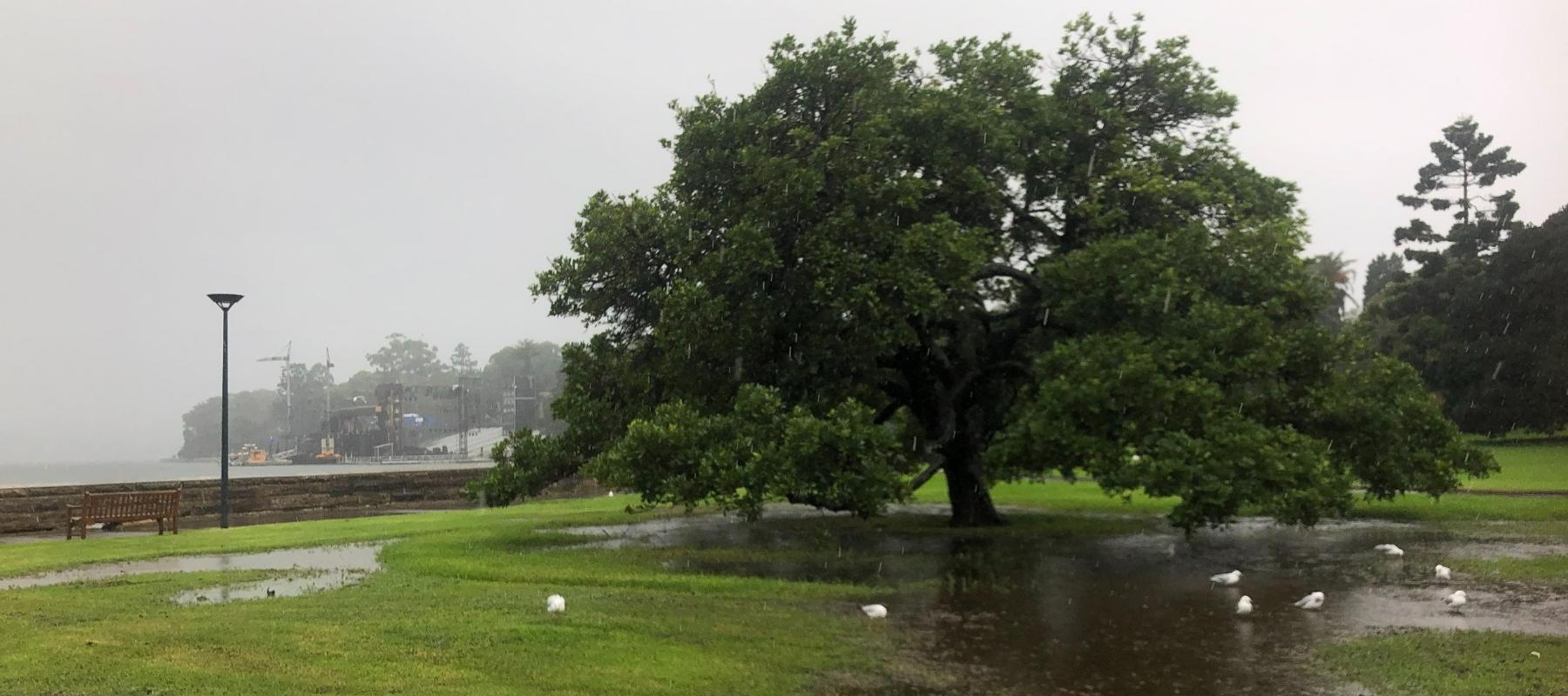 Flooding of trees at Royal Botanic Garden Sydney