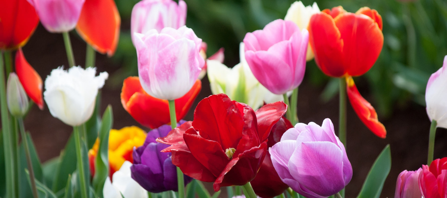7 Tips for planting tulips