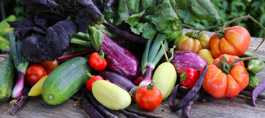 Vegie Growing Intensive: Video - Part 4