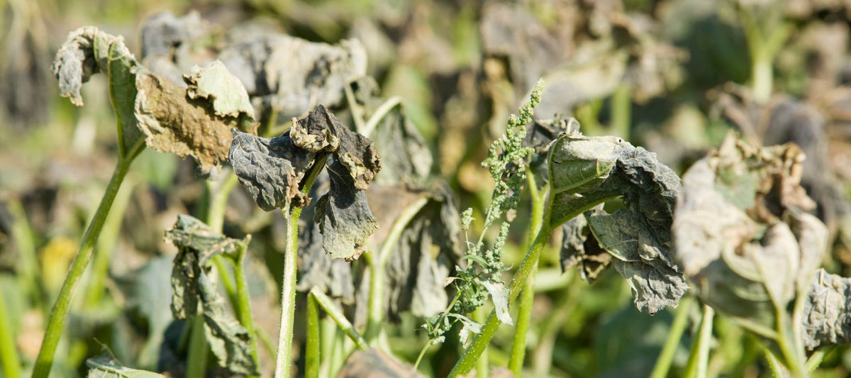 What is Verticillium Wilt?