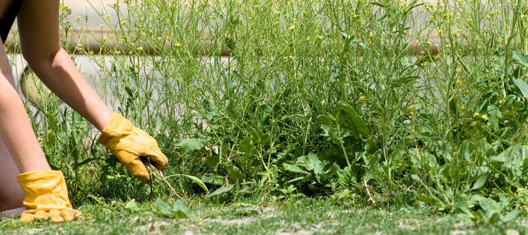Weeding your garden