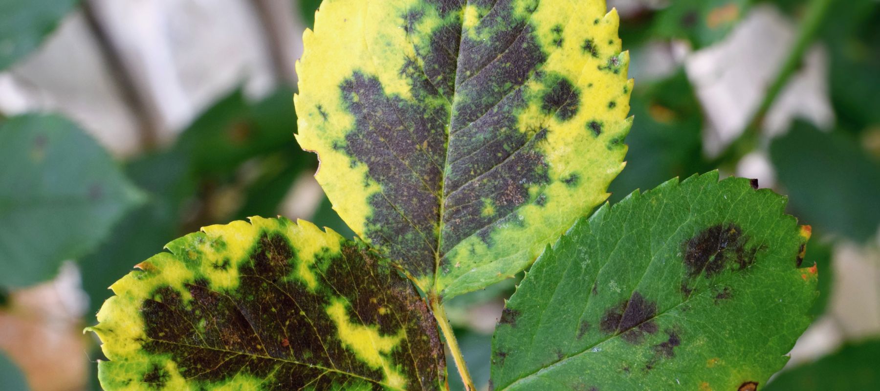 What are the Black Spot Roses?