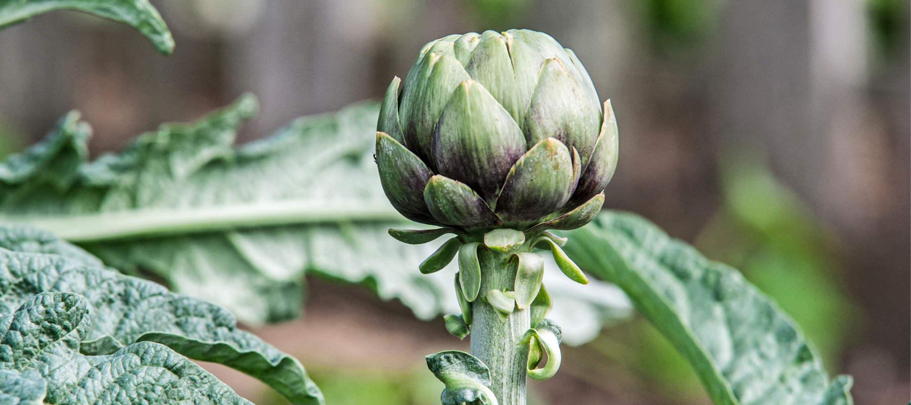 How to Grow Artichoke