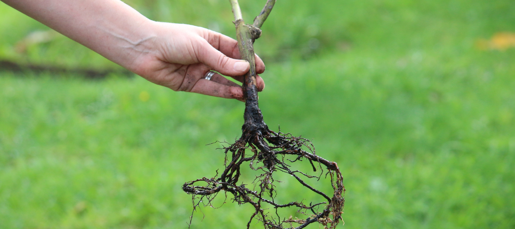 How to plant bare root roses