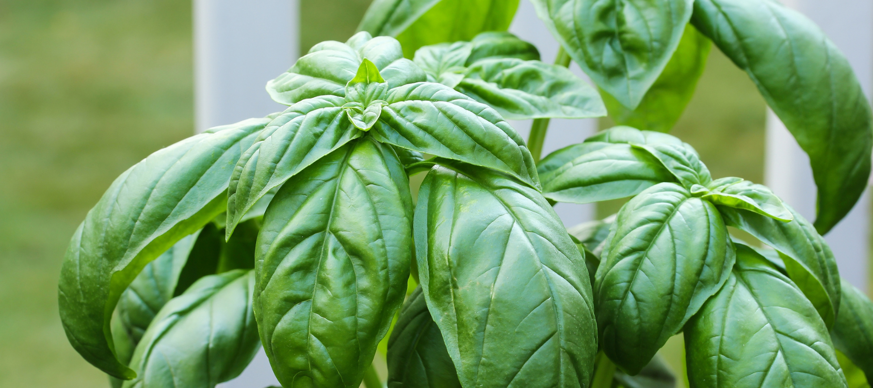 How to Grow Basil