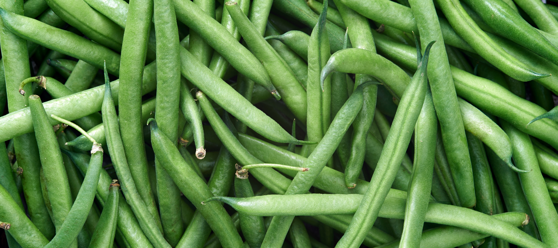 How to Grow Beans