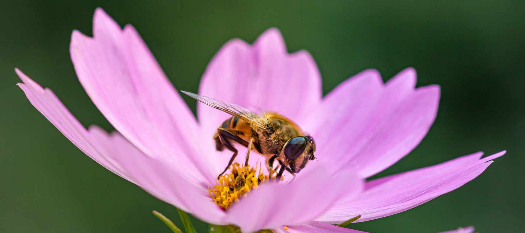 Looking after Bees in the Heat