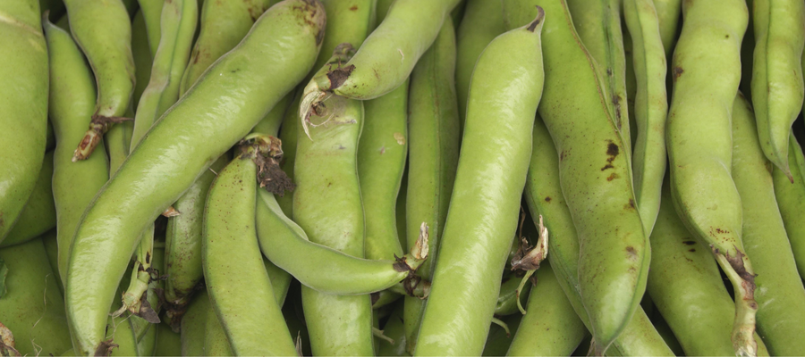 How to Grow Broad Beans