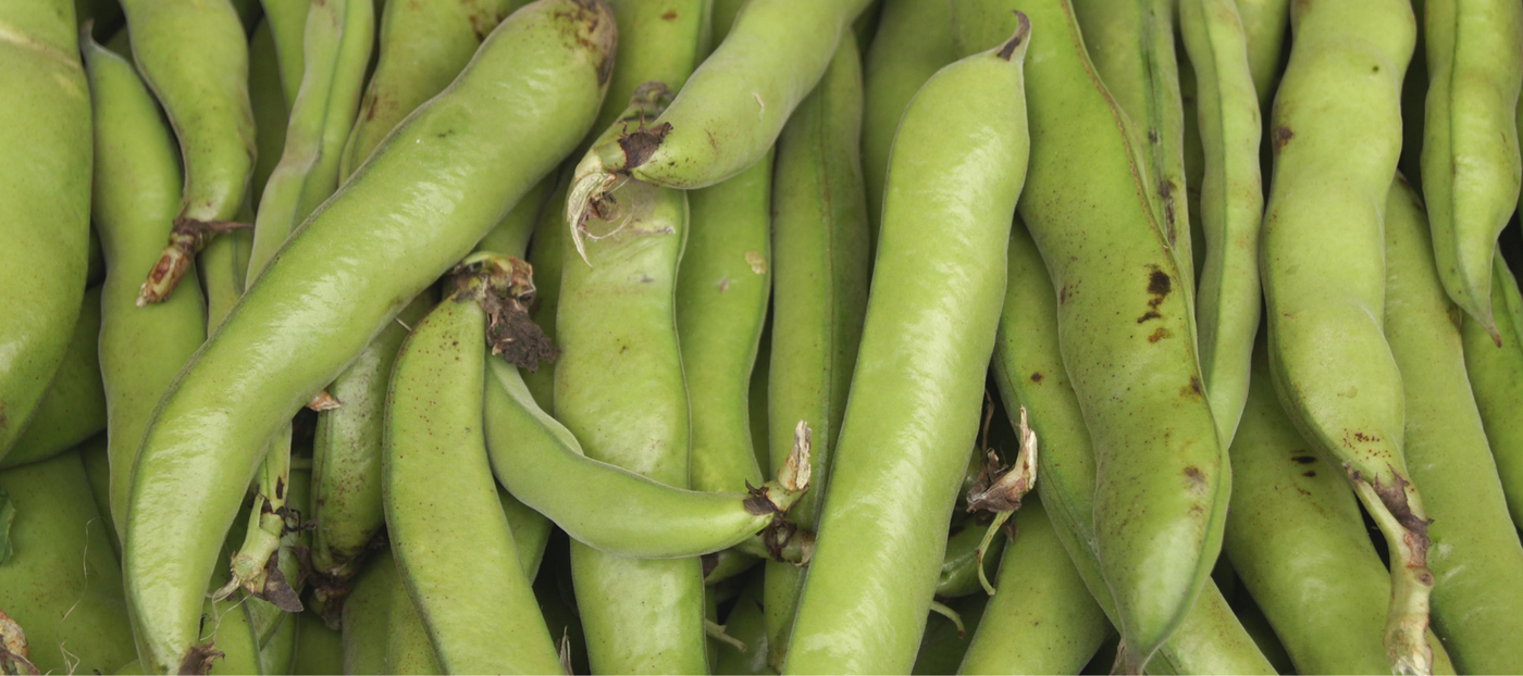 How to Grow Broad Beans - The Diggers Club
