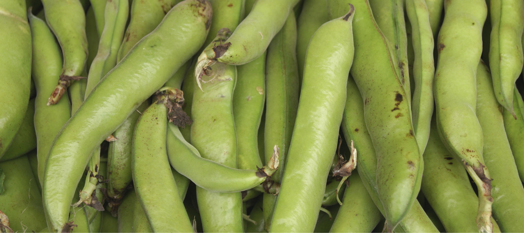 How to Grow Broad Beans
