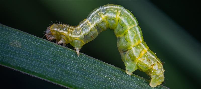 Caterpillars in the garden