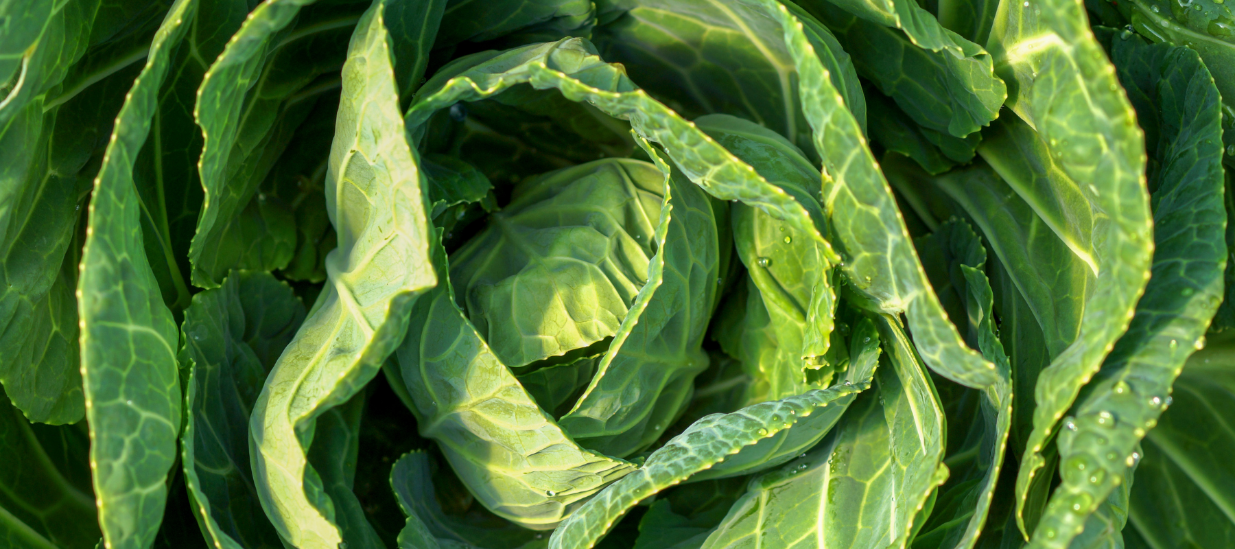 How to Grow Cabbage