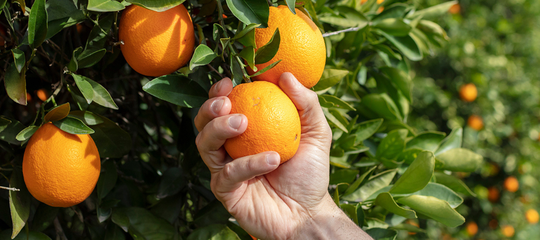 Top tips for preparing your citrus trees for winter