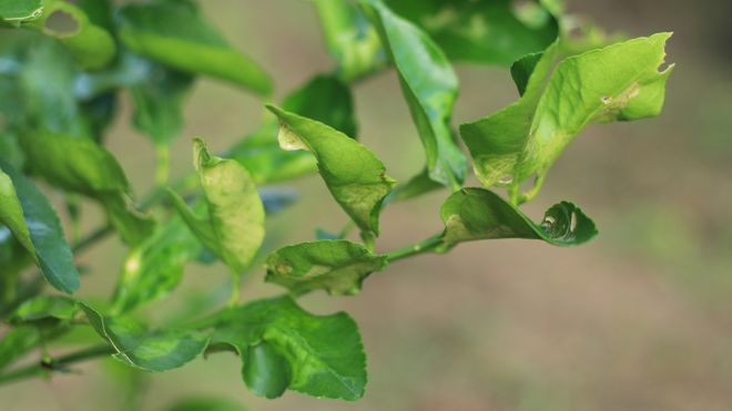 What is Citrus Leaf Curl?