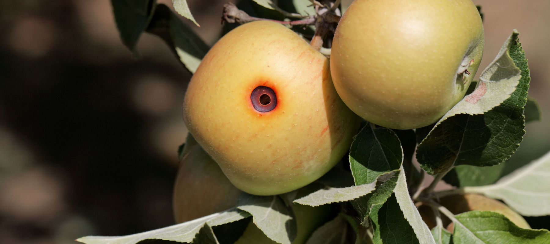 Beware! Codling Moth
