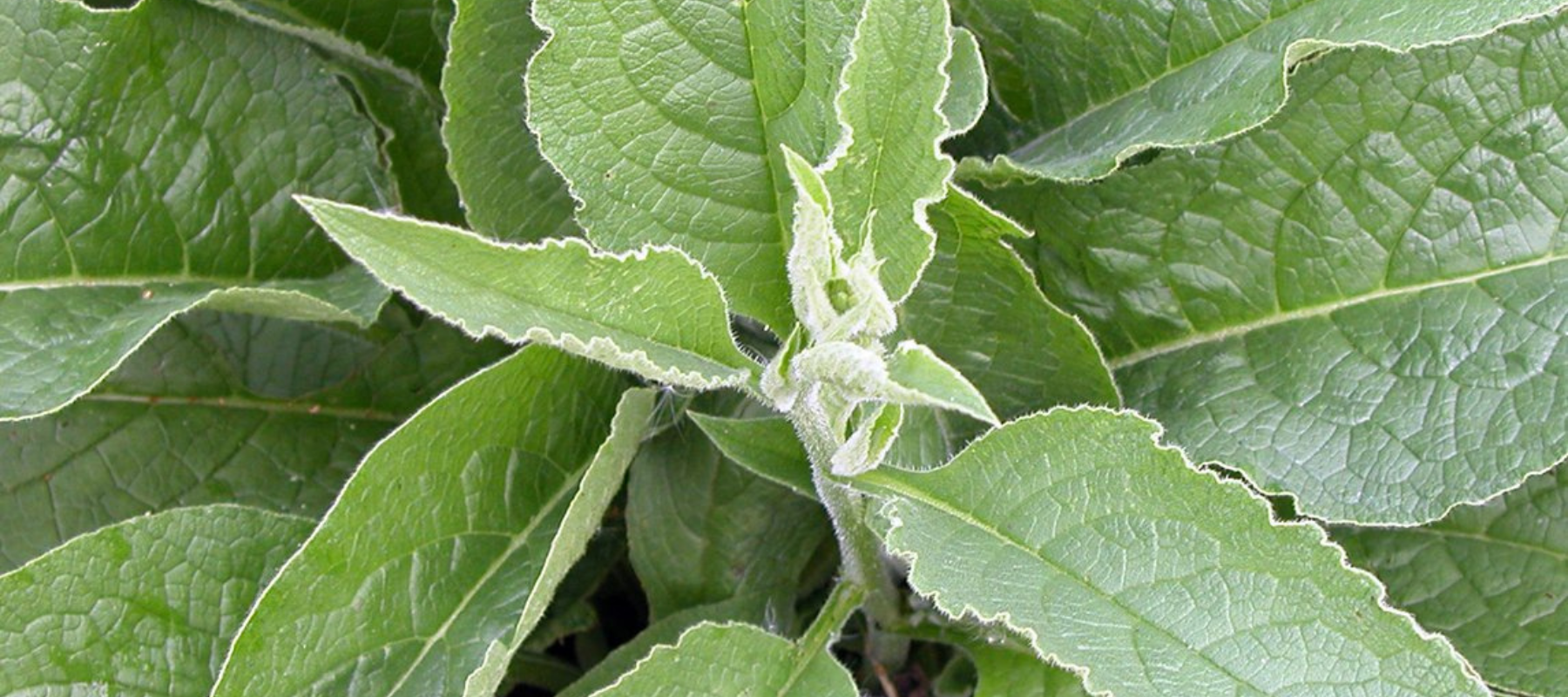 The benefits of comfrey