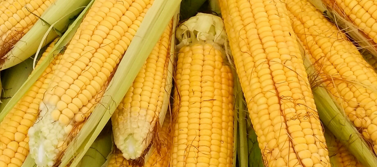 How to Plant, Grow, and Harvest Sweet Corn at Home - The Diggers Club