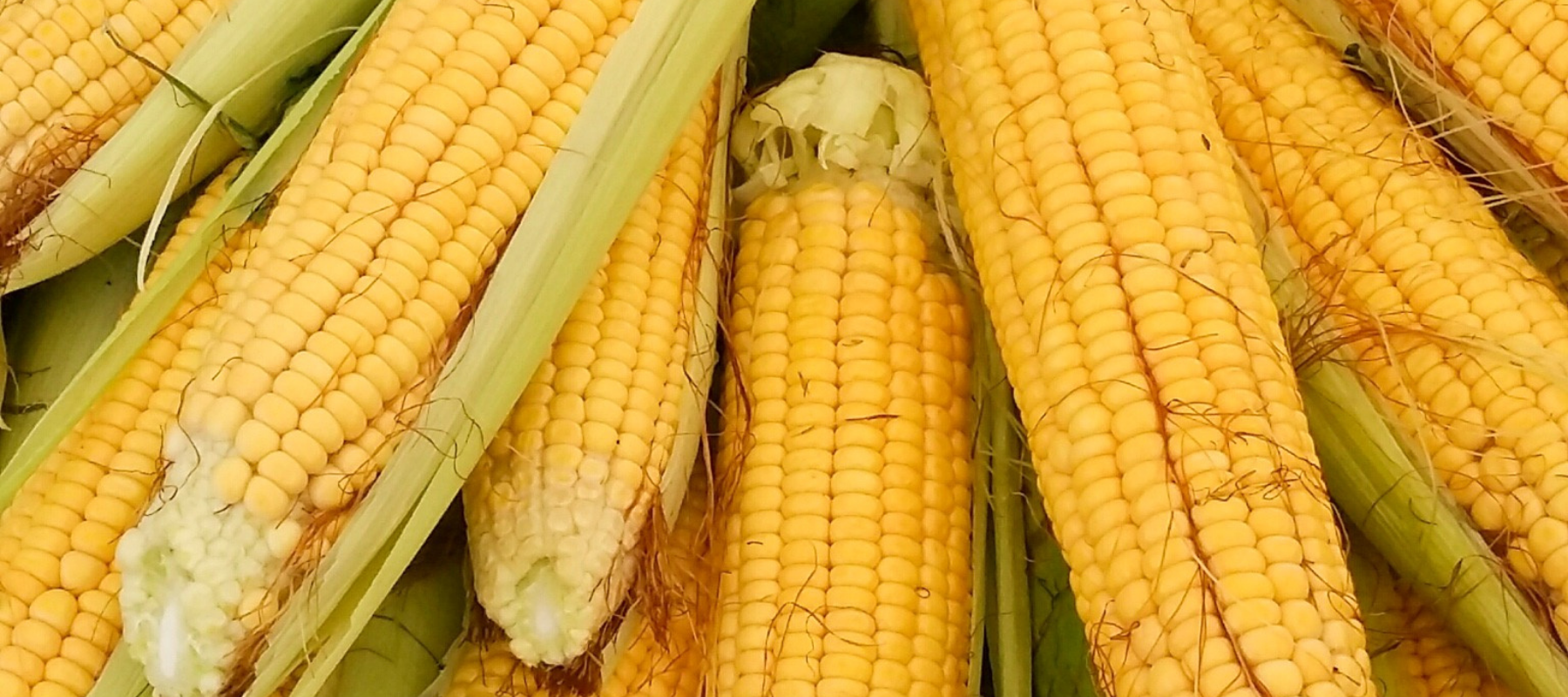 How to Plant, Grow, and Harvest Sweet Corn at Home