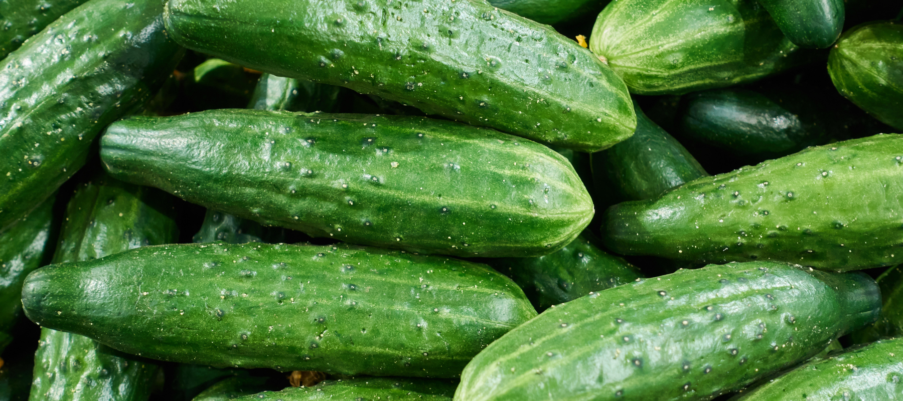 How to Grow Cucumber