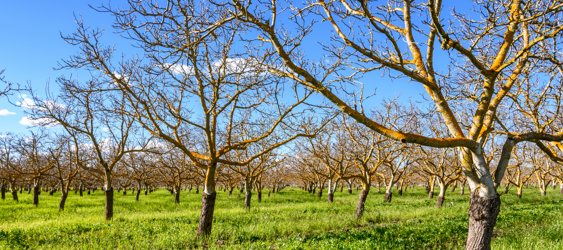 What is plant dormancy?