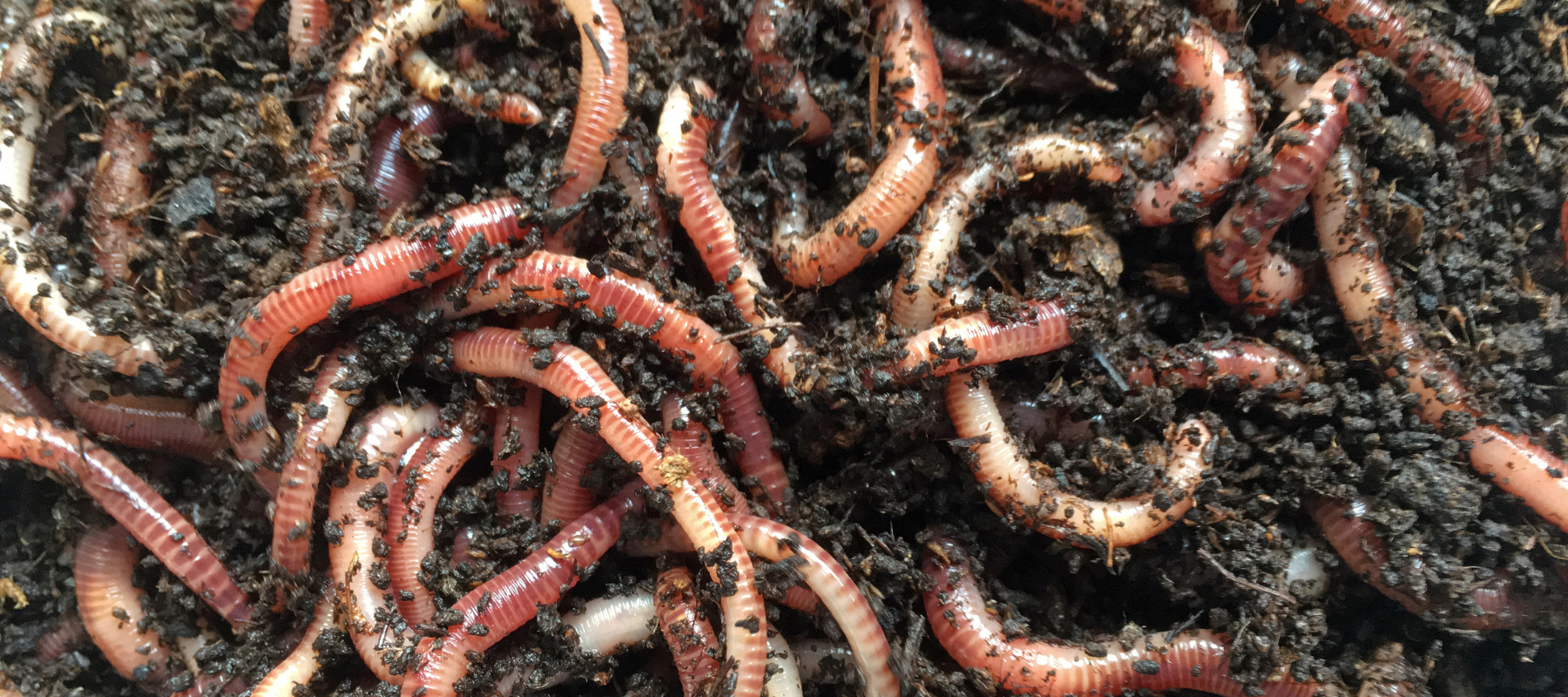 How to attract earthworms to your soil