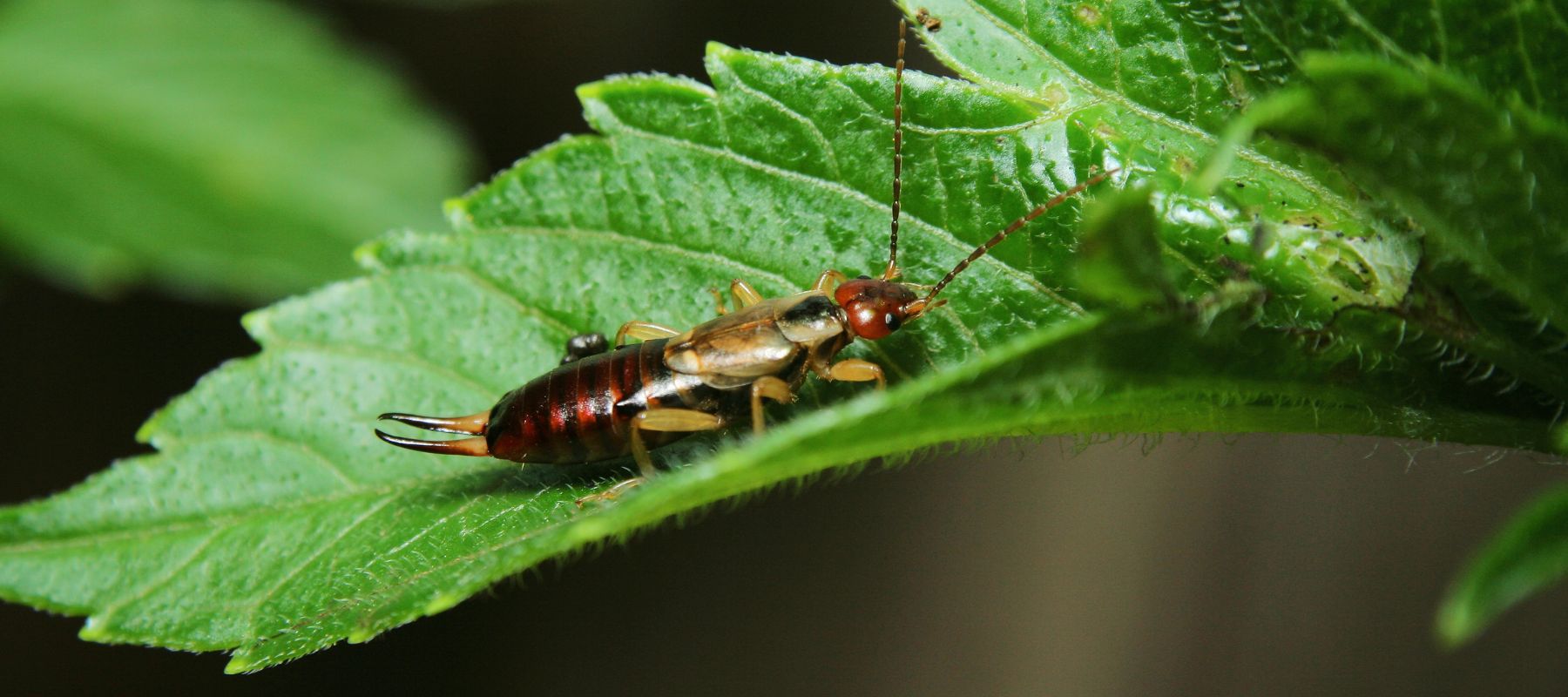 What are Earwigs?