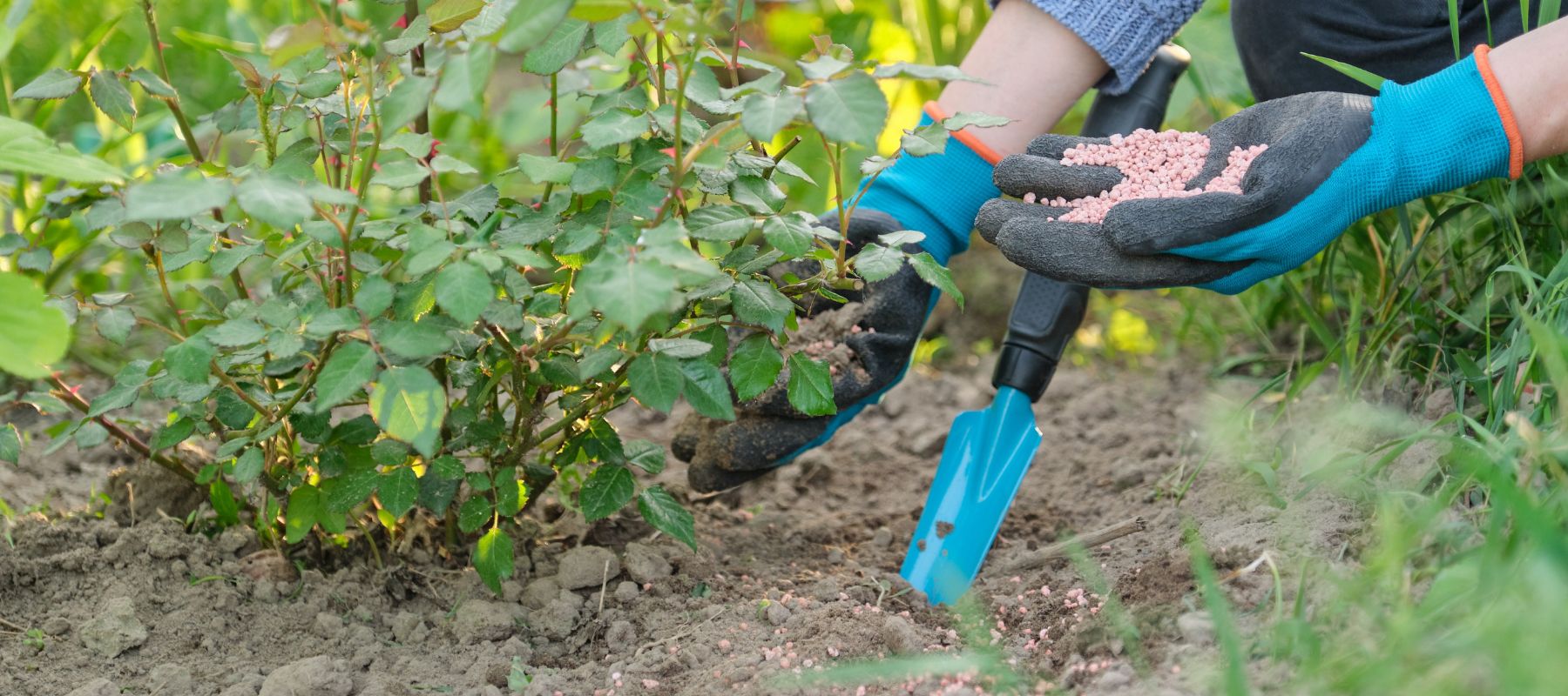 All about Fertiliser