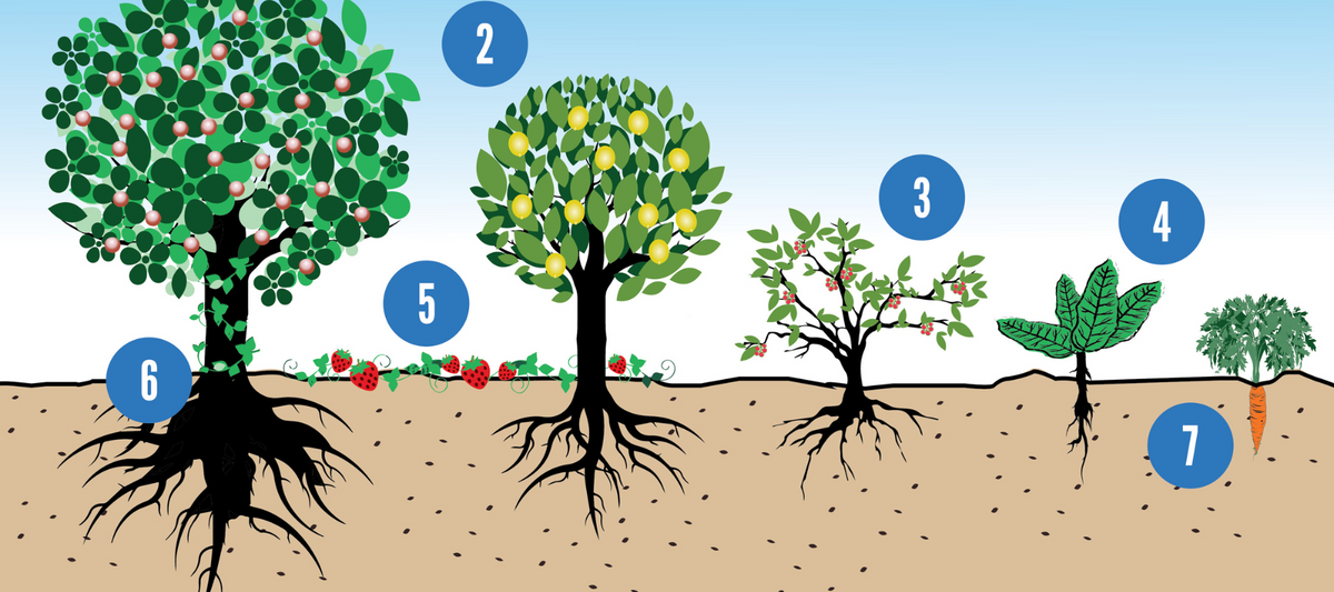 What are the 7 layers of a Food Forest