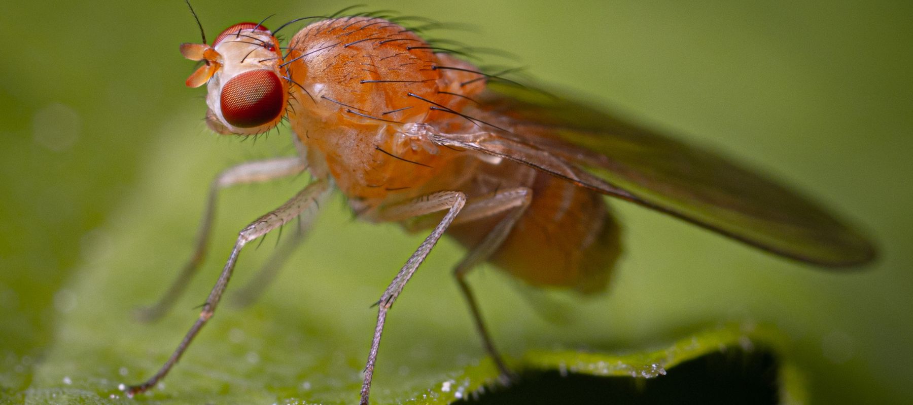 What are Fruit Flies?
