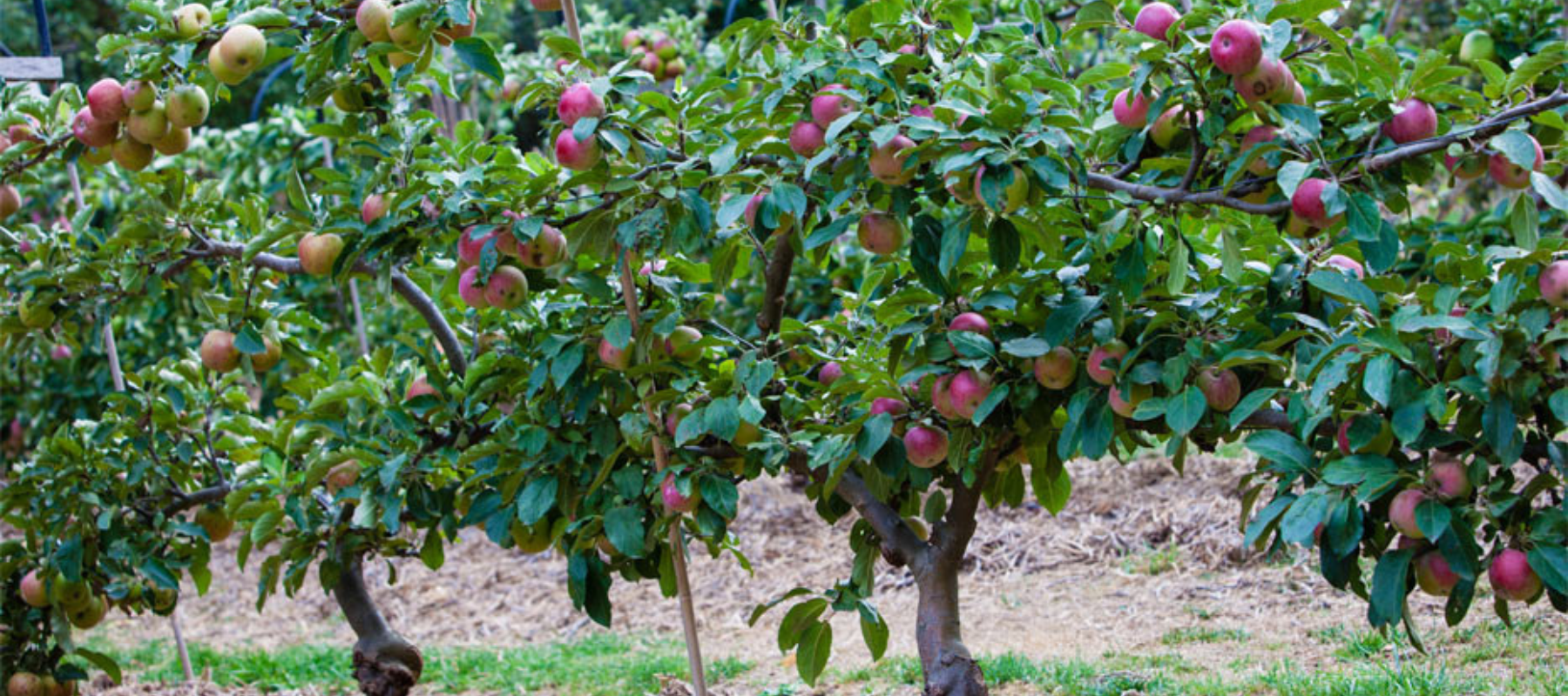 Fruit tree growing in the backyard