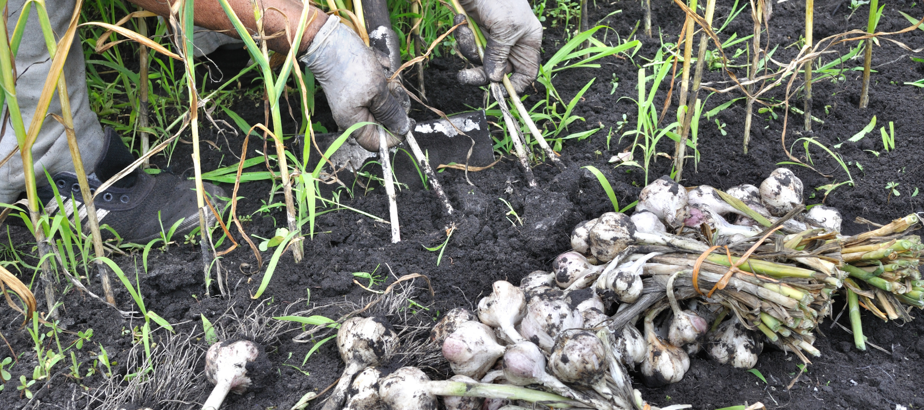 When to harvest Garlic