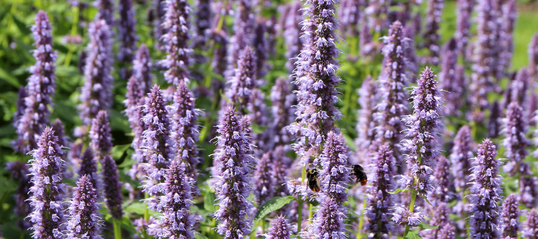 How to Grow Agastache