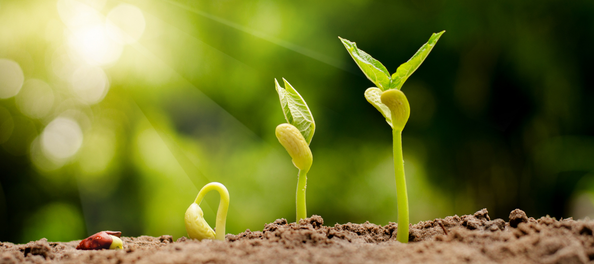 How to Germinate Seeds: Fundamentals for success
