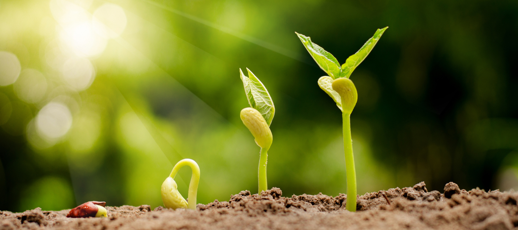 How to Germinate Seeds: Fundamentals for success