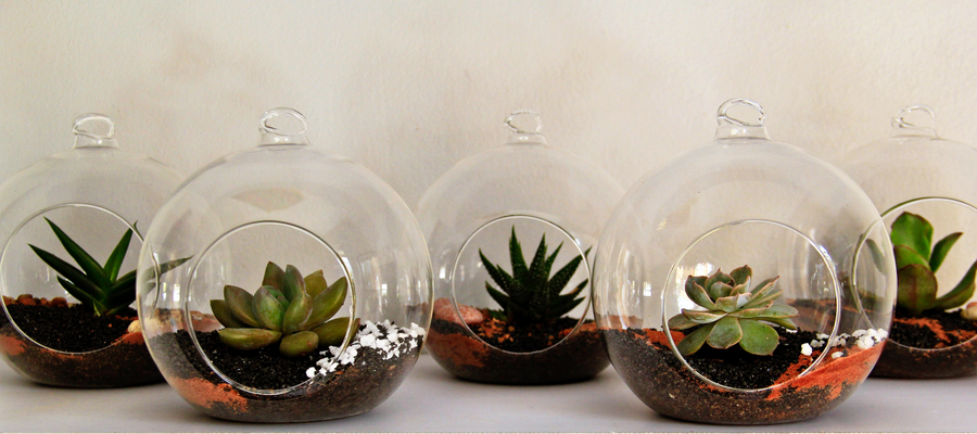 How to make your own terrarium
