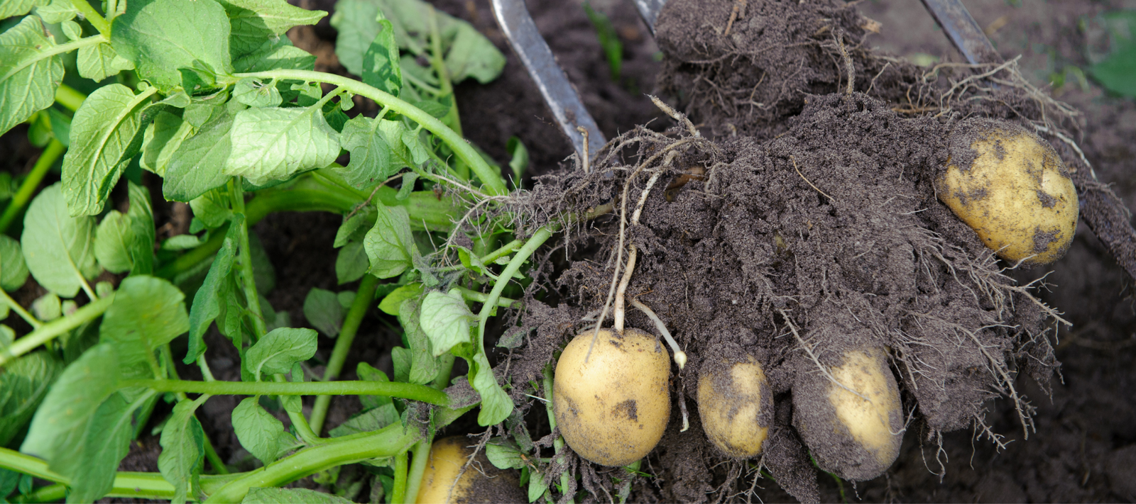 Image of Potatoes plant