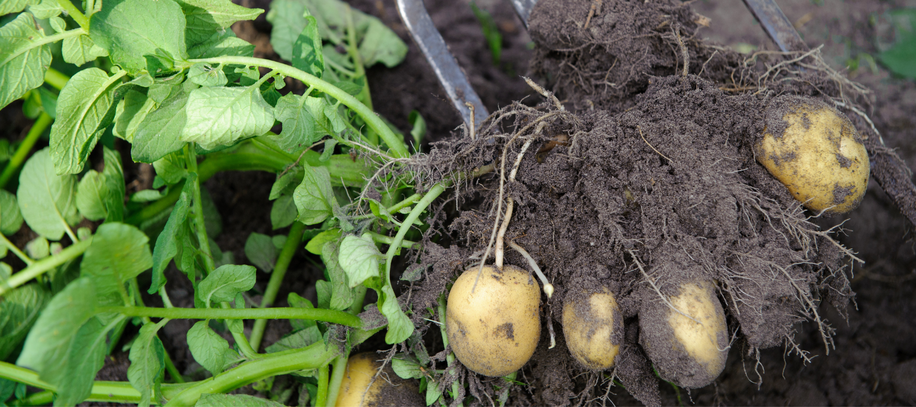 How to Grow Potatoes