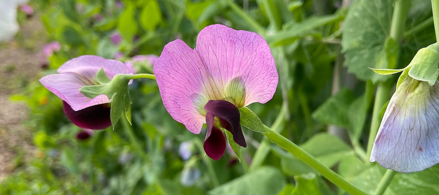 How We Produce Our Heirloom Seeds