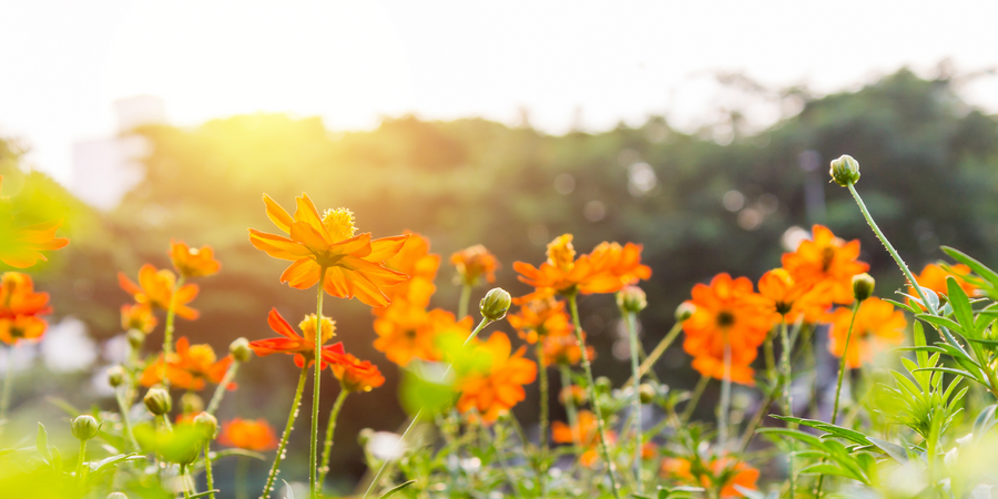 Garden guide: October - Hot Region